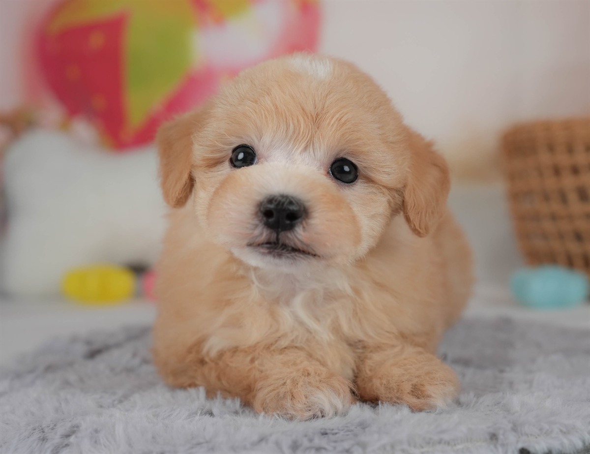 マルプー | 男の子 | アプリコット | 2026年2月23日（ID:dog-30003099）