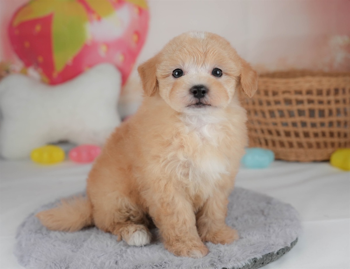 マルプー | 男の子 | アプリコット | 2026年2月23日（ID:dog-30003099）