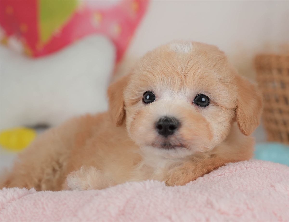 マルプー | 男の子 | アプリコット | 2026年2月23日（ID:dog-30003099）