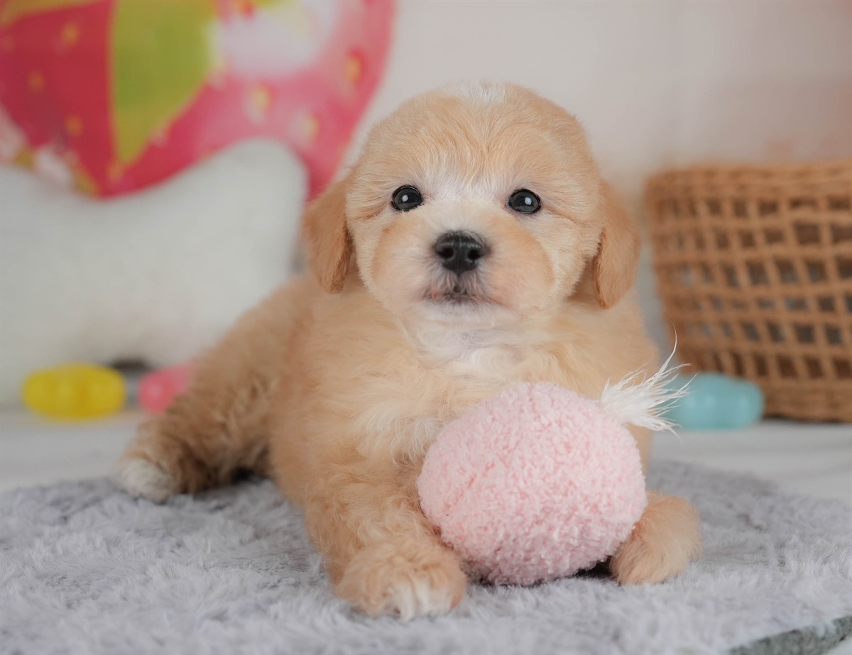 マルプー | 男の子 | アプリコット | 2026年2月23日（ID:dog-30003099）