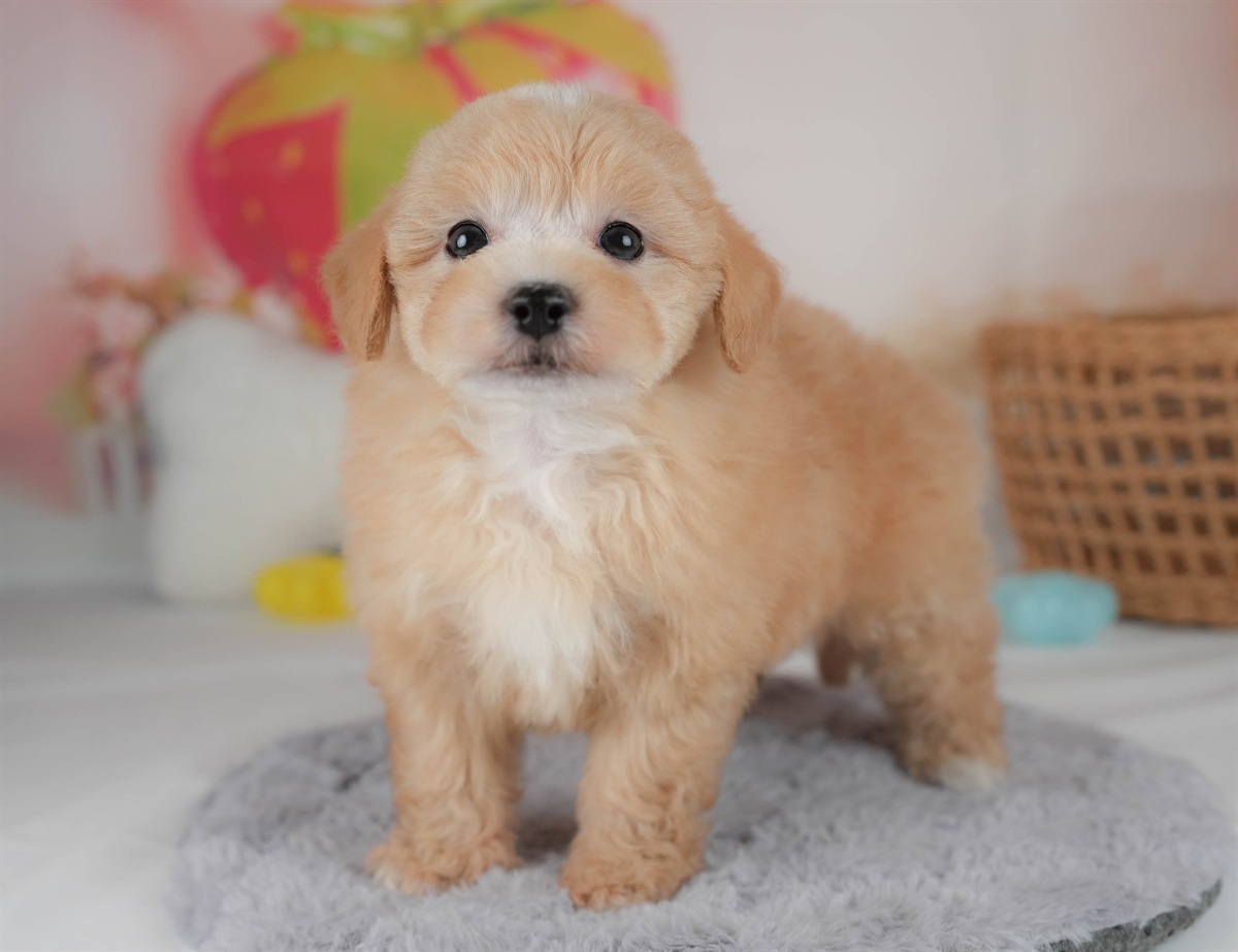 マルプー | 男の子 | アプリコット | 2026年2月23日（ID:dog-30003099）