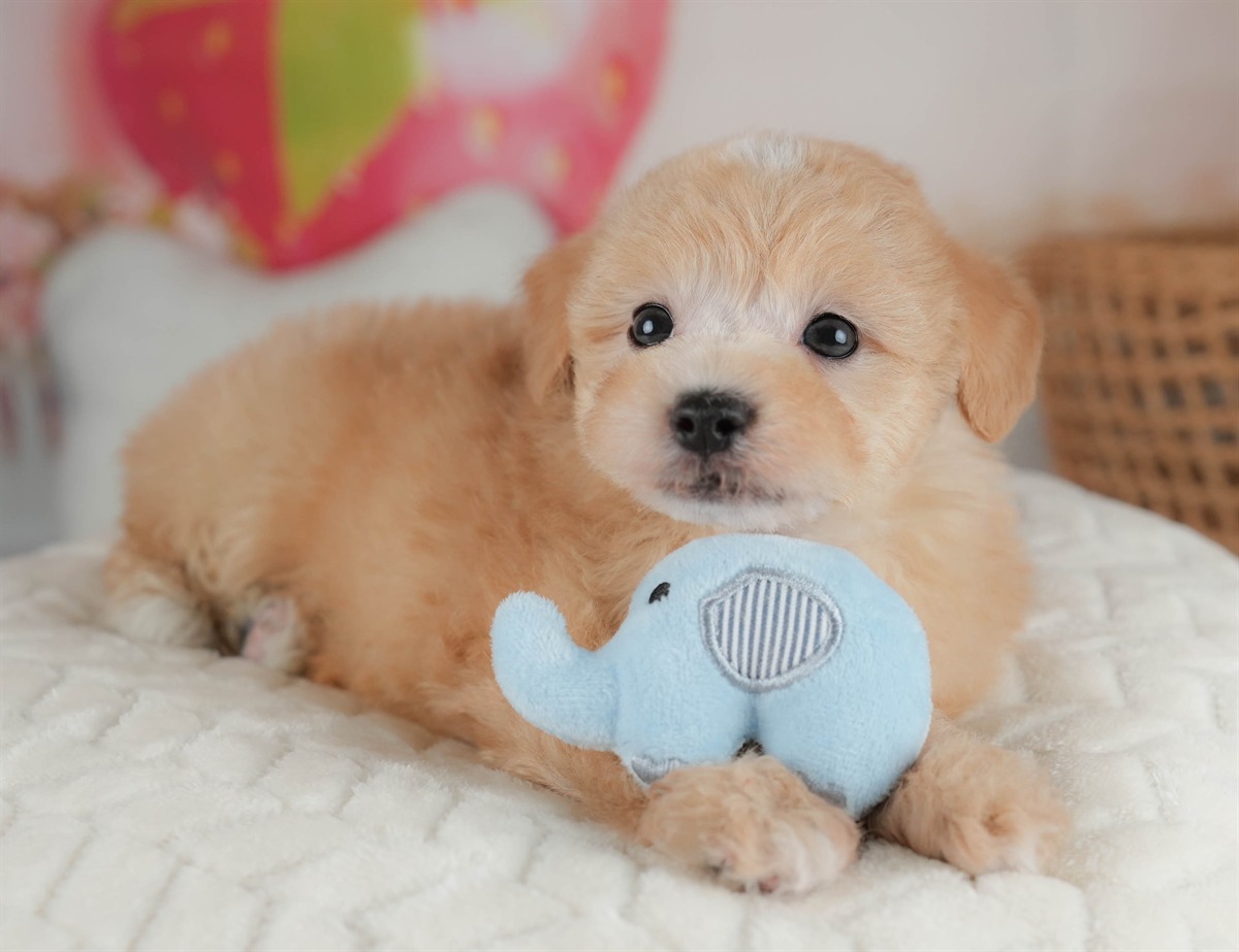 マルプー | 男の子 | アプリコット | 2026年2月23日（ID:dog-30003099）