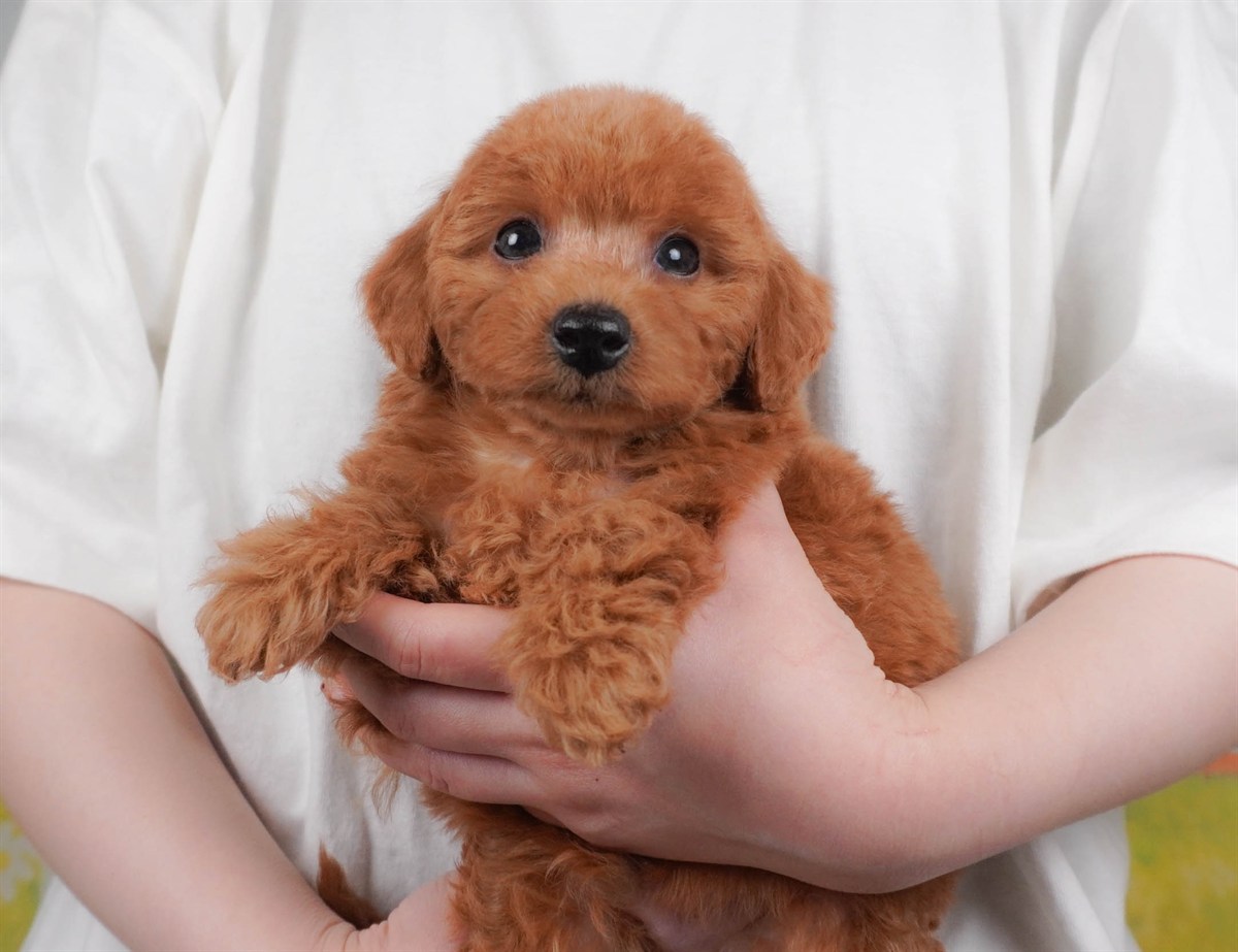 トイ・プードル | 男の子 | レッド | 2026年2月24日（ID:dog-30003101）