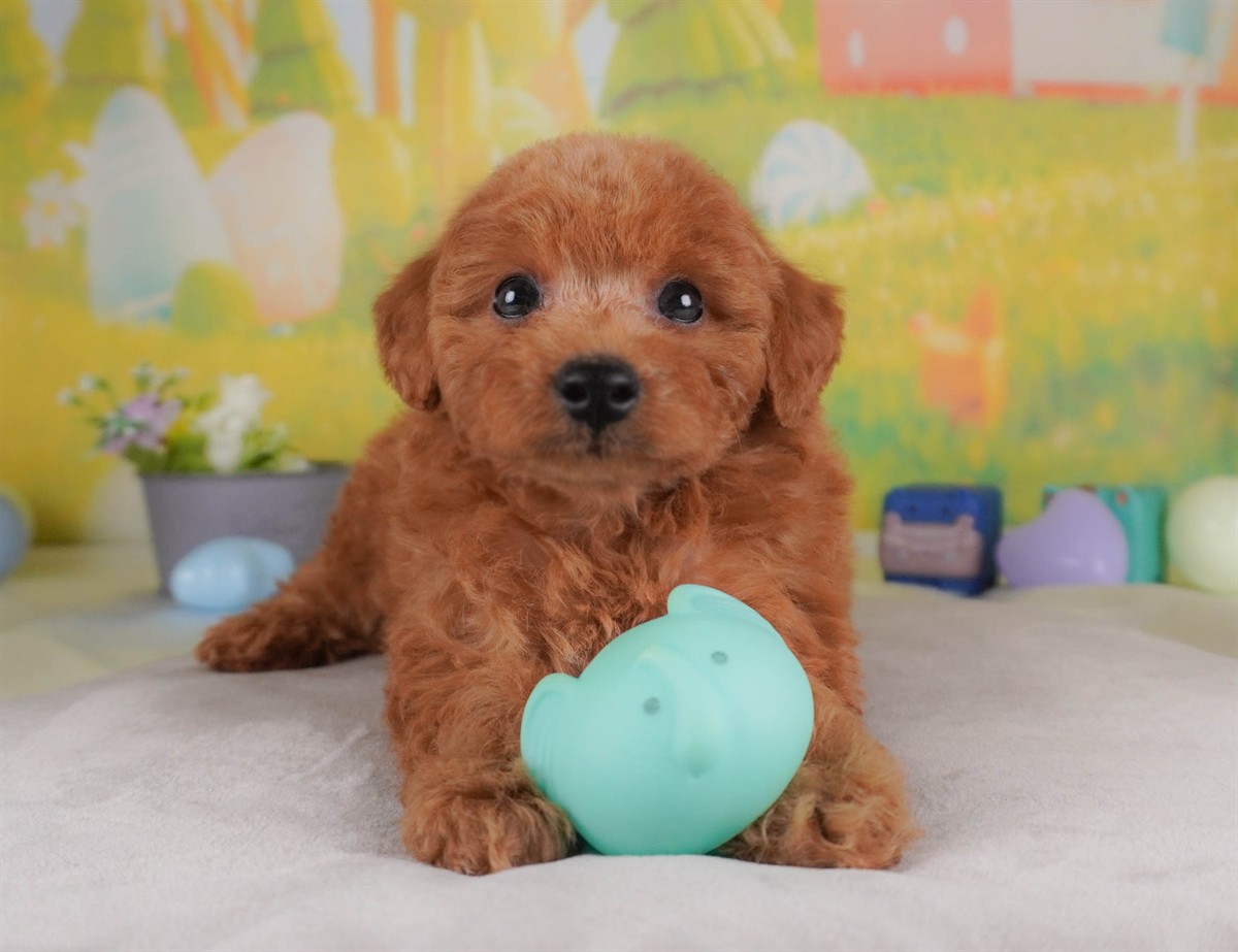 トイ・プードル | 男の子 | レッド | 2026年2月24日（ID:dog-30003101）