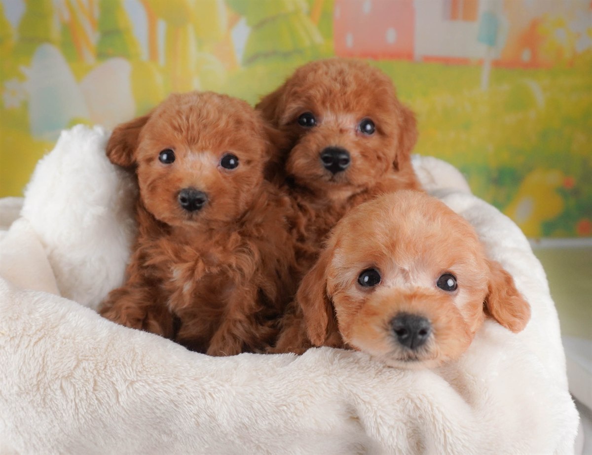 トイ・プードル | 男の子 | レッド | 2026年2月24日（ID:dog-30003101）