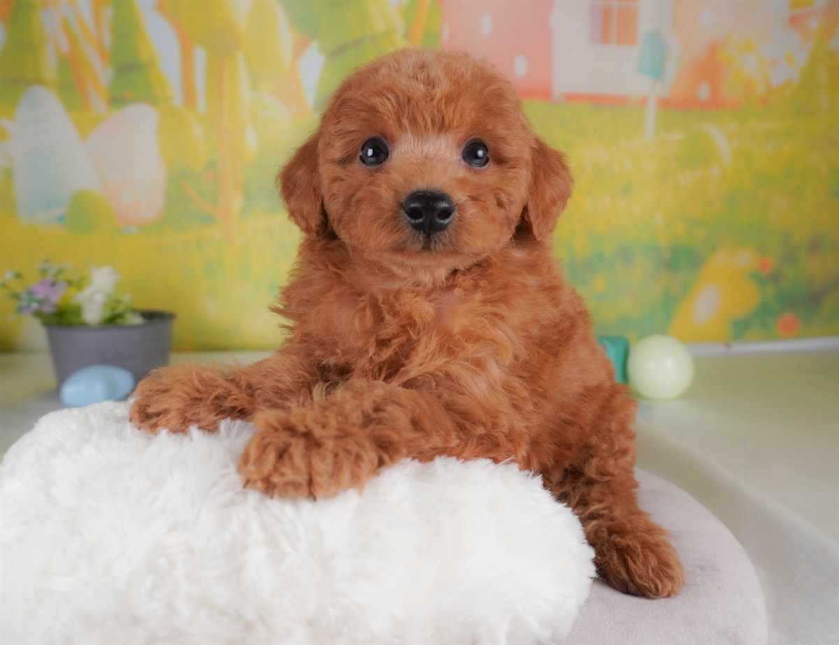 トイ・プードル | 男の子 | レッド | 2026年2月24日（ID:dog-30003101）