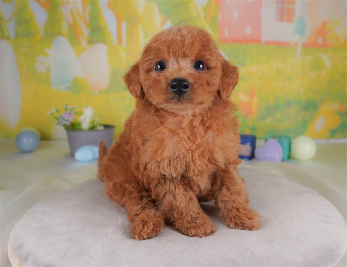 トイ・プードル | 男の子 | レッド | 2026年2月24日（ID:dog-30003101）