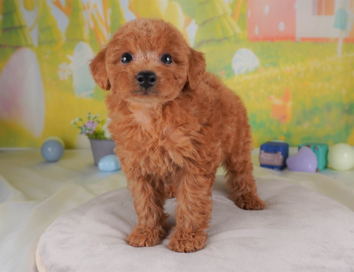 トイ・プードル | 男の子 | レッド | 2026年2月24日（ID:dog-30003101）