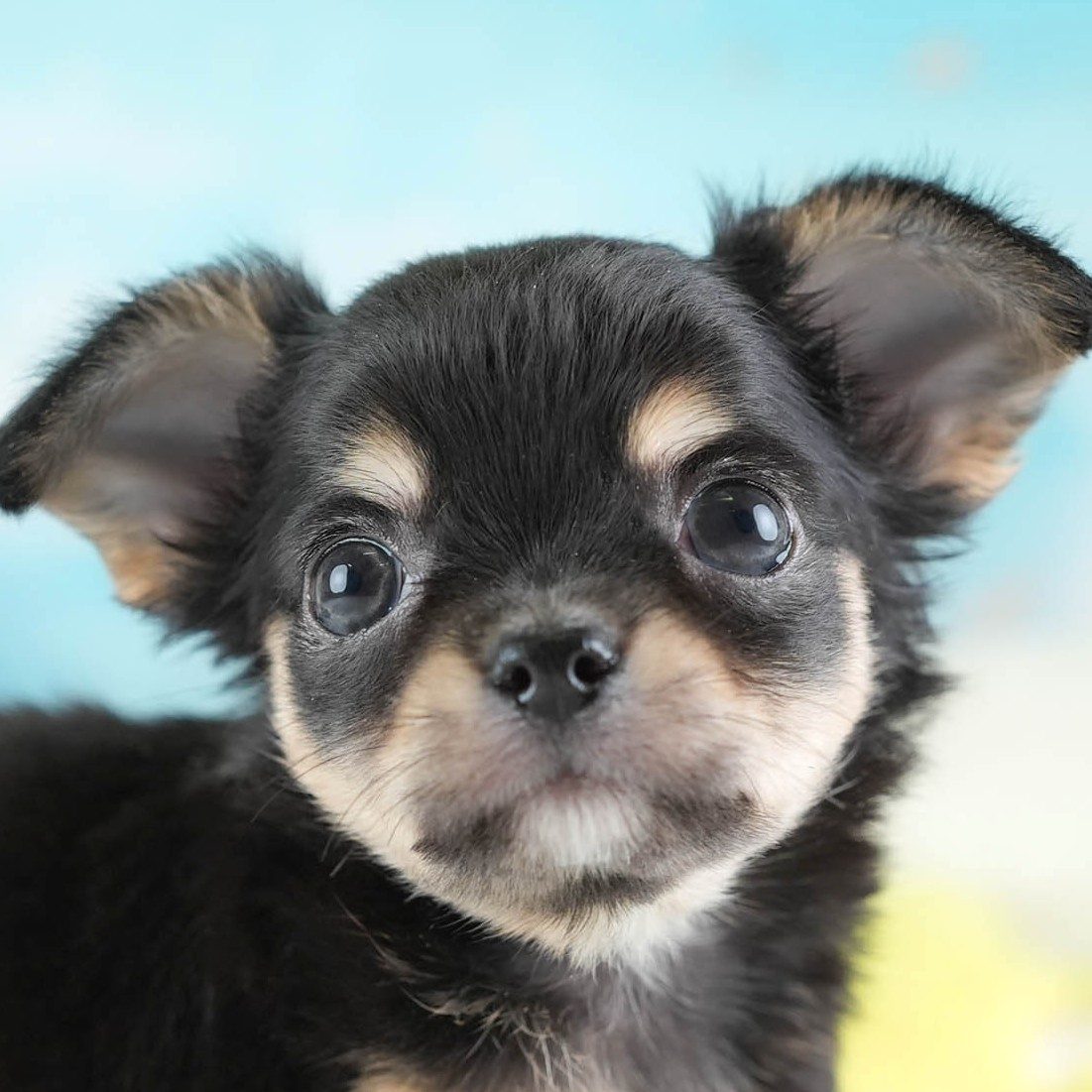 チワワ(ロング) | 男の子 | ブラック＆タン | 2026年2月26日（ID:dog-30003108）