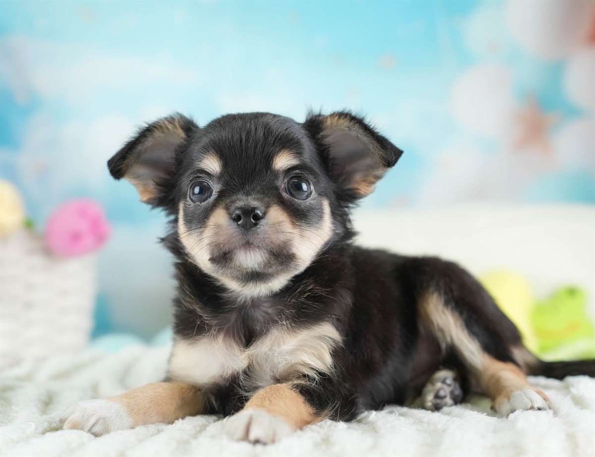 チワワ(ロング) | 男の子 | ブラック＆タン | 2026年2月26日（ID:dog-30003108）