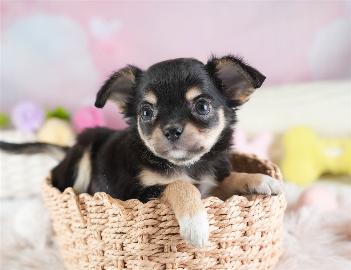 チワワ(ロング) | 男の子 | ブラック＆タン | 2026年2月26日（ID:dog-30003108）