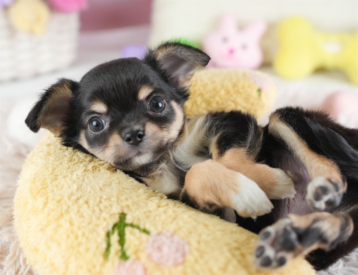 チワワ(ロング) | 男の子 | ブラック＆タン | 2026年2月26日（ID:dog-30003108）