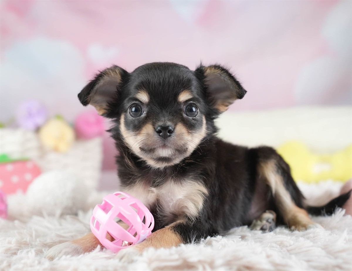 チワワ(ロング) | 男の子 | ブラック＆タン | 2026年2月26日（ID:dog-30003108）