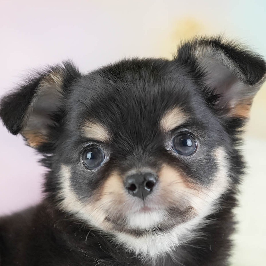 チワワ(ロング) | 男の子 | ブラック＆タン | 2026年2月26日（ID:dog-30003109）