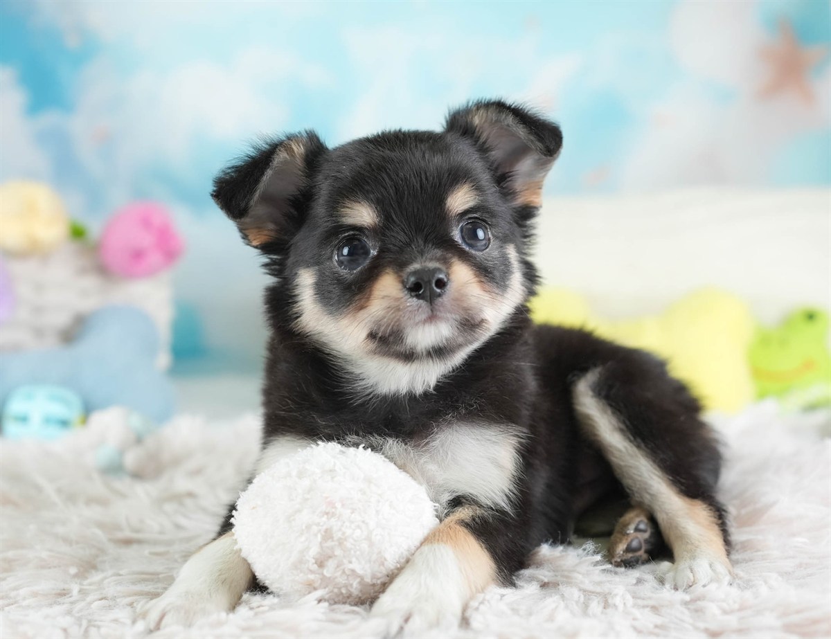 チワワ(ロング) | 男の子 | ブラック＆タン | 2026年2月26日（ID:dog-30003109）