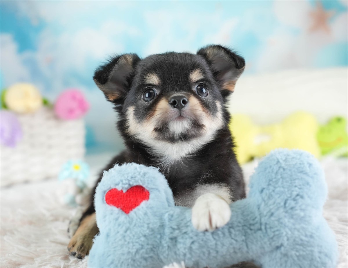 チワワ(ロング) | 男の子 | ブラック＆タン | 2026年2月26日（ID:dog-30003109）