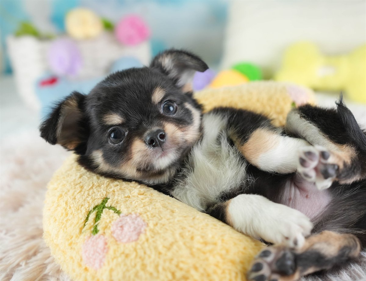 チワワ(ロング) | 男の子 | ブラック＆タン | 2026年2月26日（ID:dog-30003109）