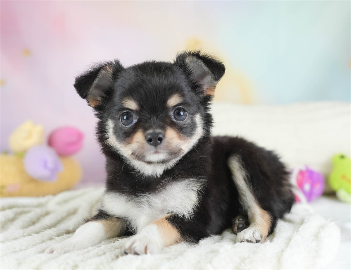 チワワ(ロング) | 男の子 | ブラック＆タン | 2026年2月26日（ID:dog-30003109）