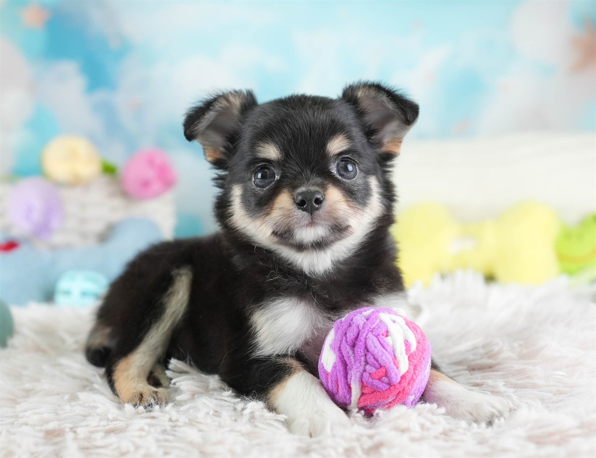 チワワ(ロング) | 男の子 | ブラック＆タン | 2026年2月26日（ID:dog-30003109）