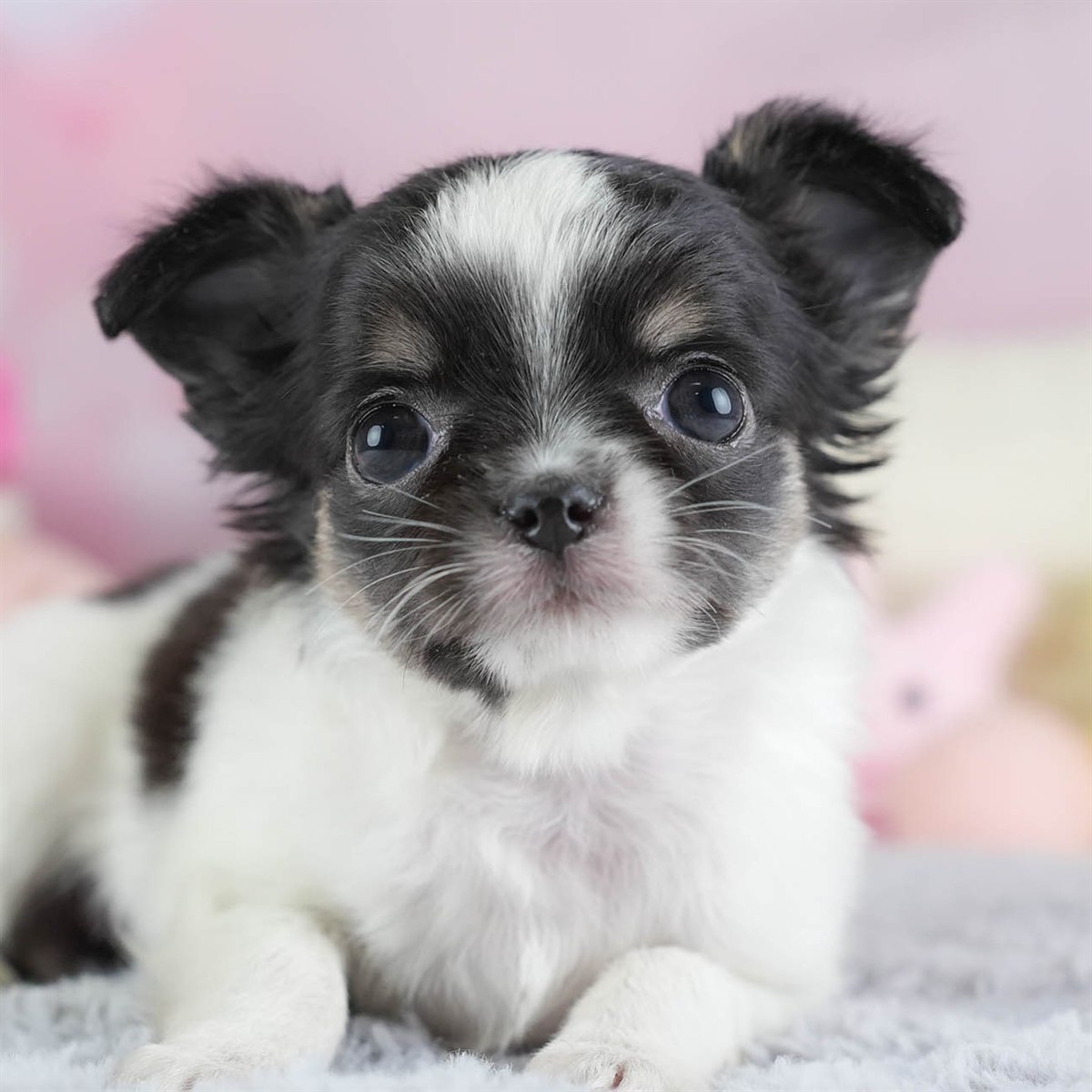 チワワ(ロング) | 女の子 | パーティー | 2026年2月26日（ID:dog-30003110）