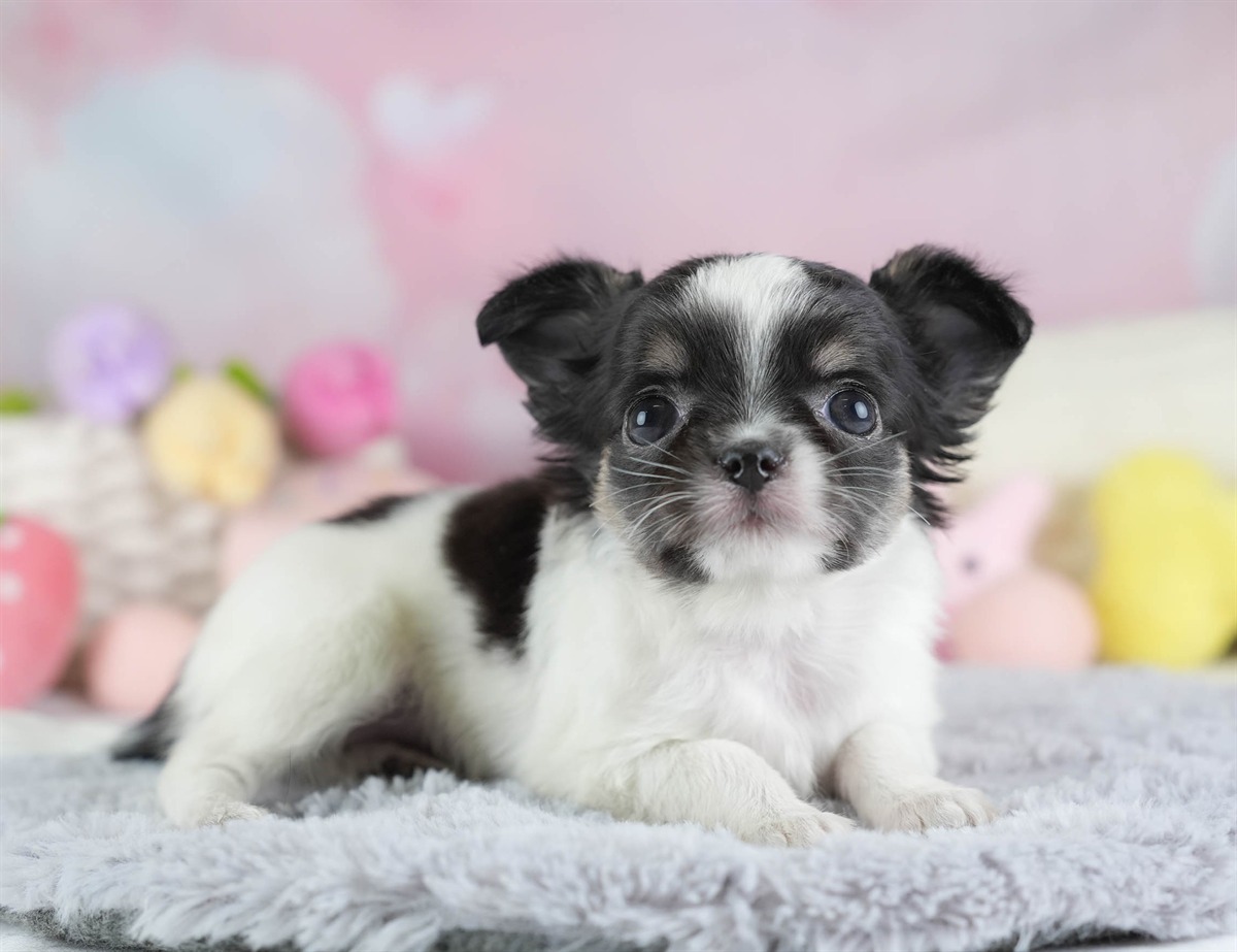 チワワ(ロング) | 女の子 | パーティー | 2026年2月26日（ID:dog-30003110）