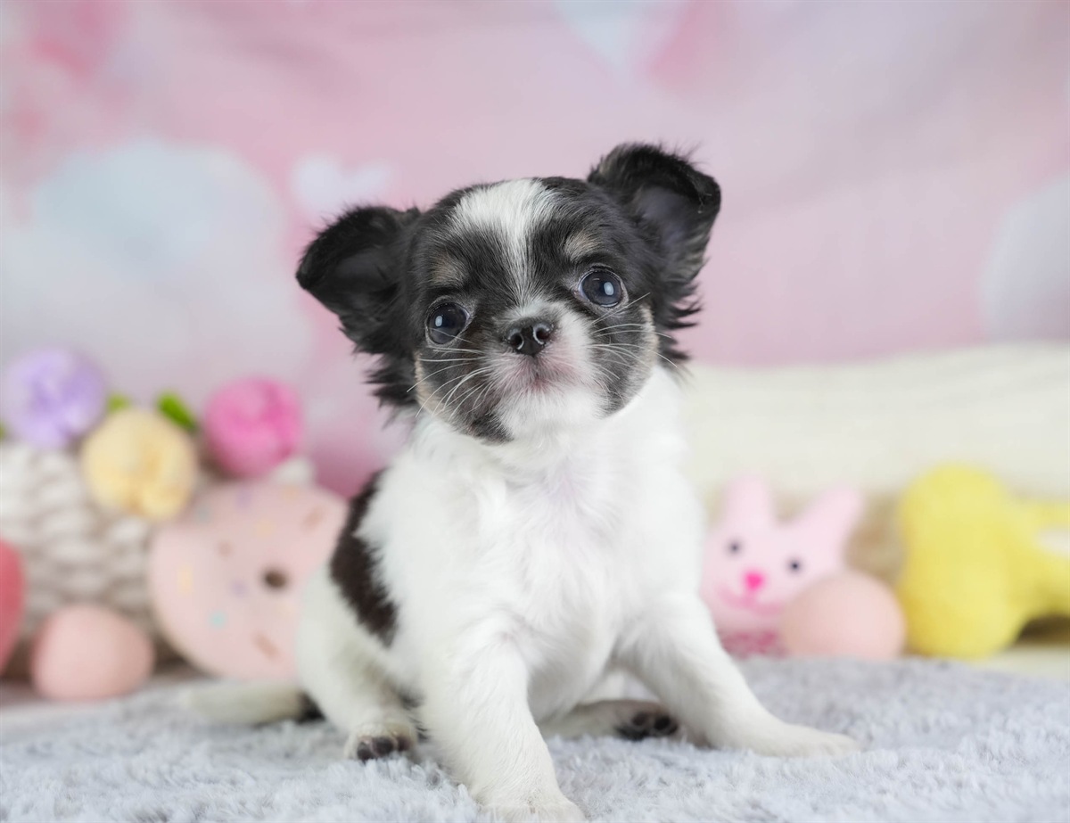 チワワ(ロング) | 女の子 | パーティー | 2026年2月26日（ID:dog-30003110）