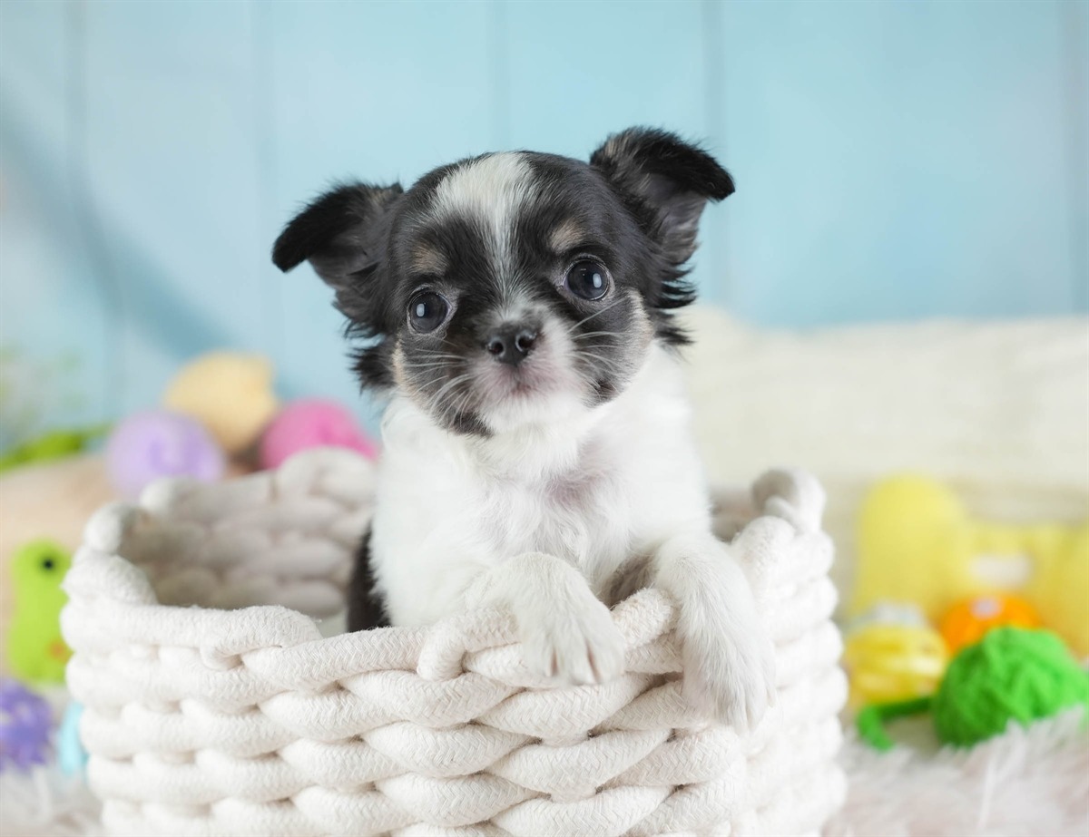 チワワ(ロング) | 女の子 | パーティー | 2026年2月26日（ID:dog-30003110）