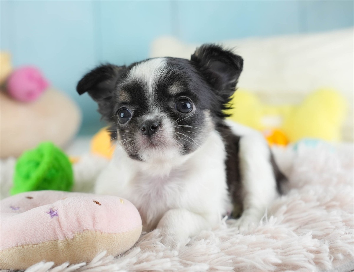 チワワ(ロング) | 女の子 | パーティー | 2026年2月26日（ID:dog-30003110）