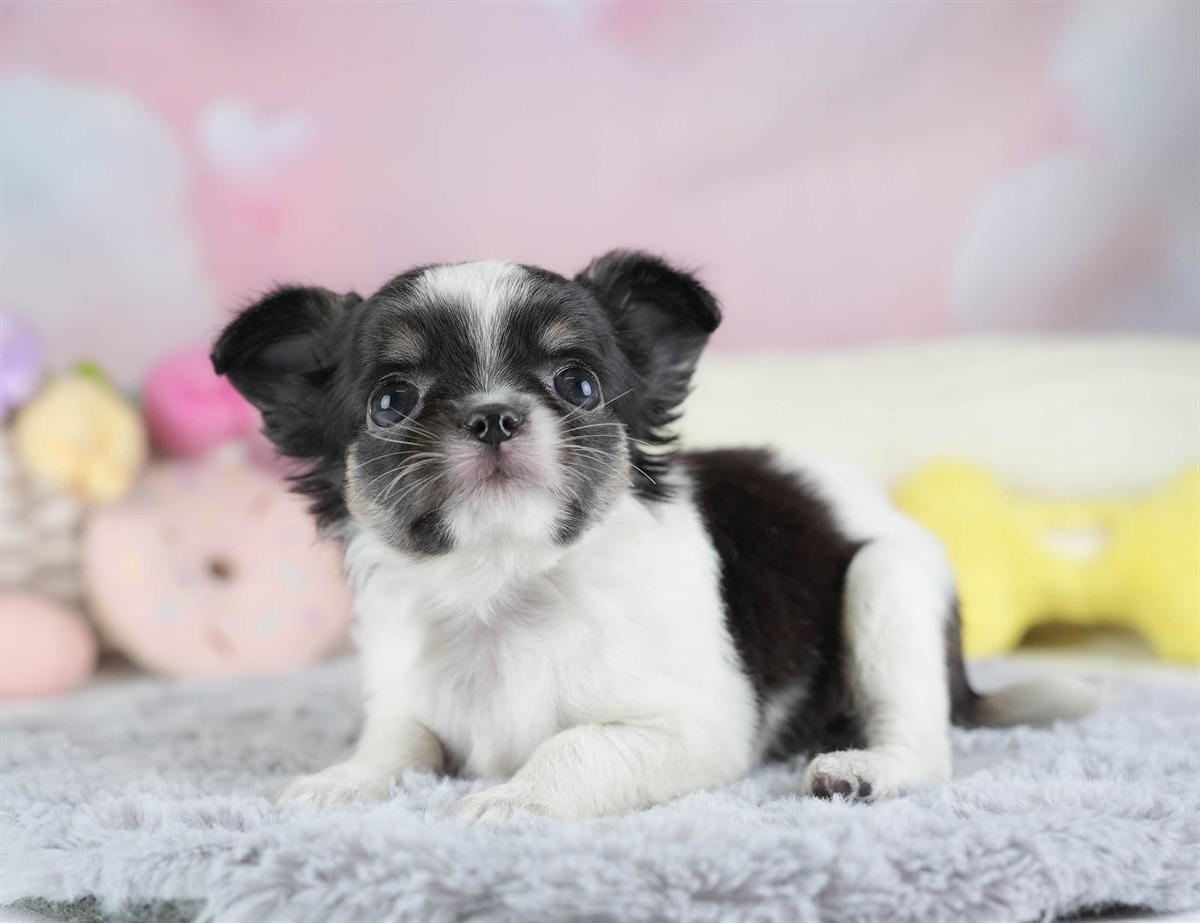 チワワ(ロング) | 女の子 | パーティー | 2026年2月26日（ID:dog-30003110）