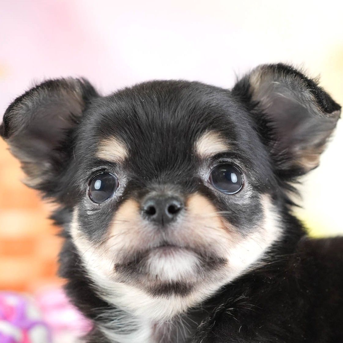 チワワ(ロング) | 女の子 | ブラック＆タン | 2026年2月26日（ID:dog-30003111）