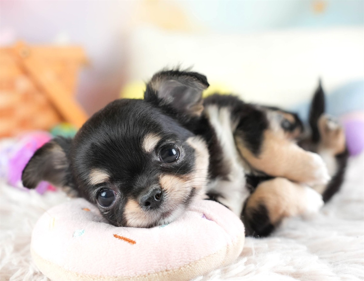 チワワ(ロング) | 女の子 | ブラック＆タン | 2026年2月26日（ID:dog-30003111）