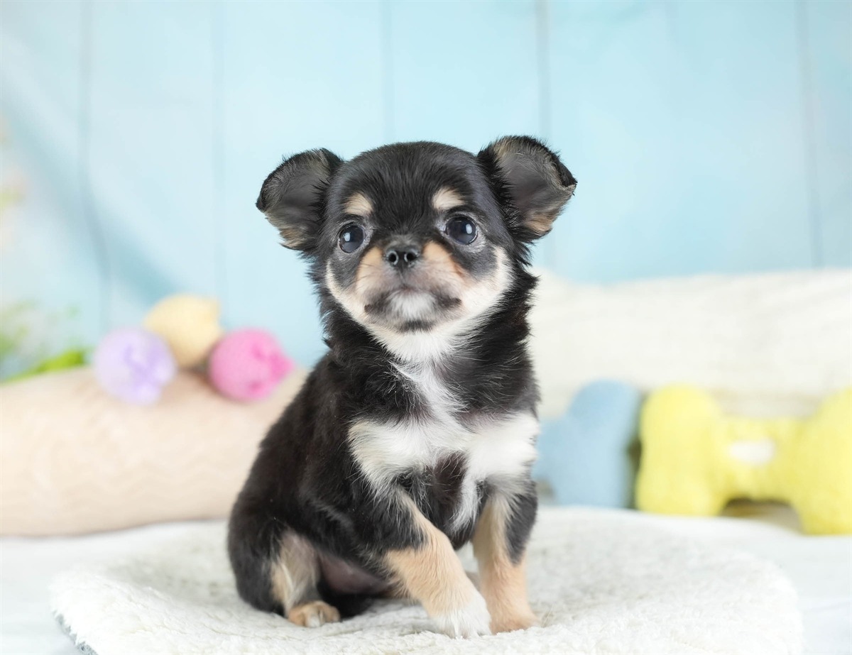 チワワ(ロング) | 女の子 | ブラック＆タン | 2026年2月26日（ID:dog-30003111）