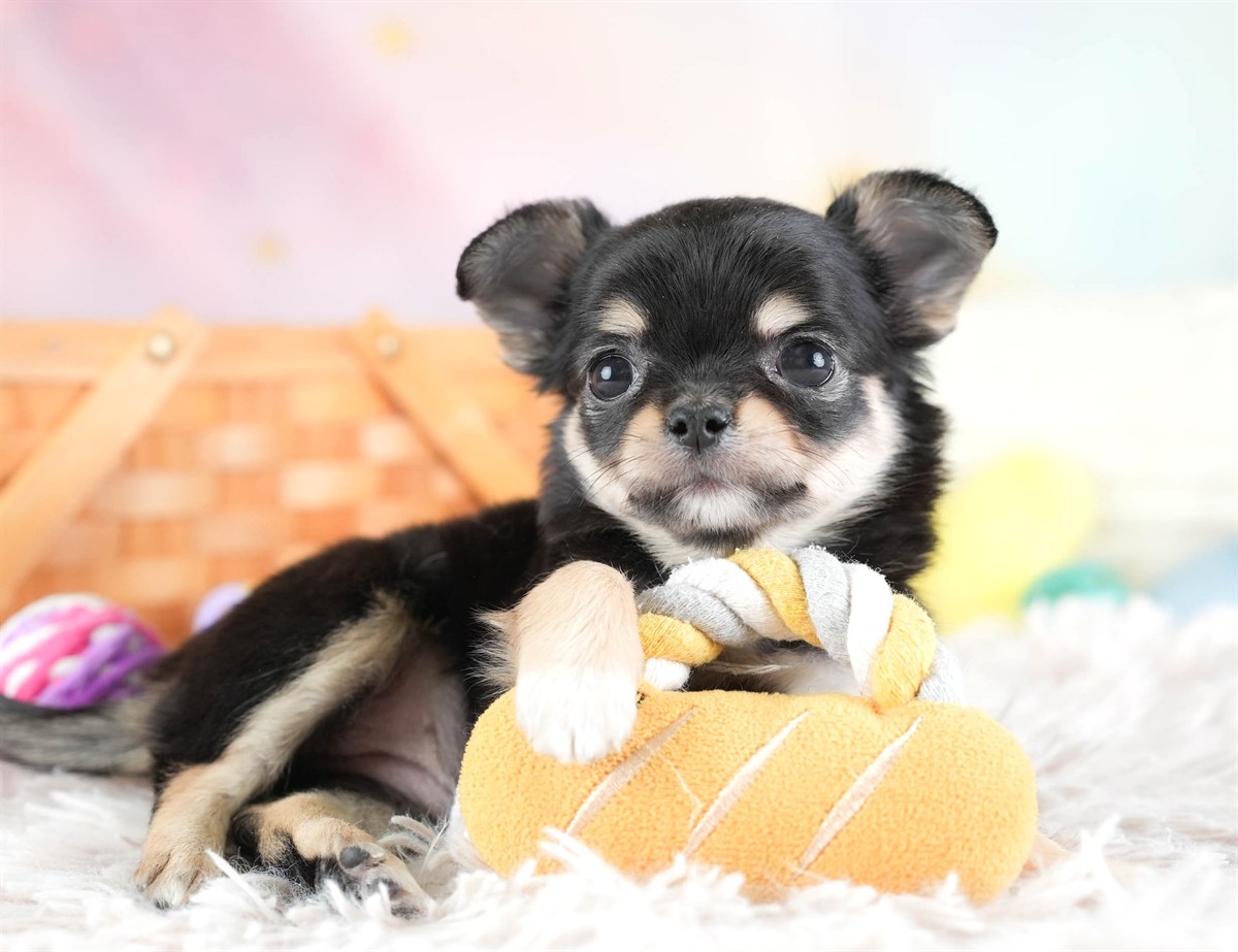 チワワ(ロング) | 女の子 | ブラック＆タン | 2026年2月26日（ID:dog-30003111）