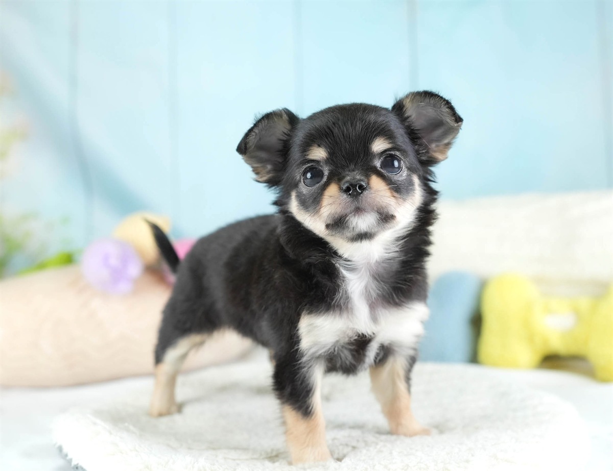 チワワ(ロング) | 女の子 | ブラック＆タン | 2026年2月26日（ID:dog-30003111）