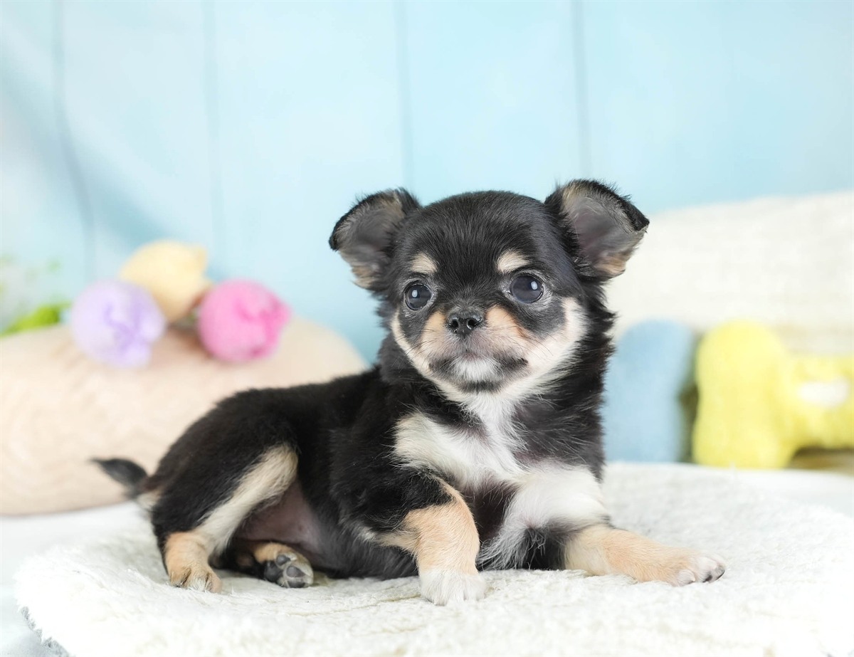 チワワ(ロング) | 女の子 | ブラック＆タン | 2026年2月26日（ID:dog-30003111）