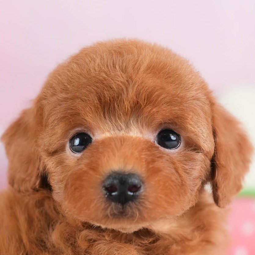 トイ・プードル | 女の子 | レッド | 2026年2月28日（ID:dog-30003117）