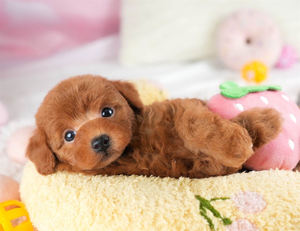 トイ・プードル | 女の子 | レッド | 2026年2月28日（ID:dog-30003117）