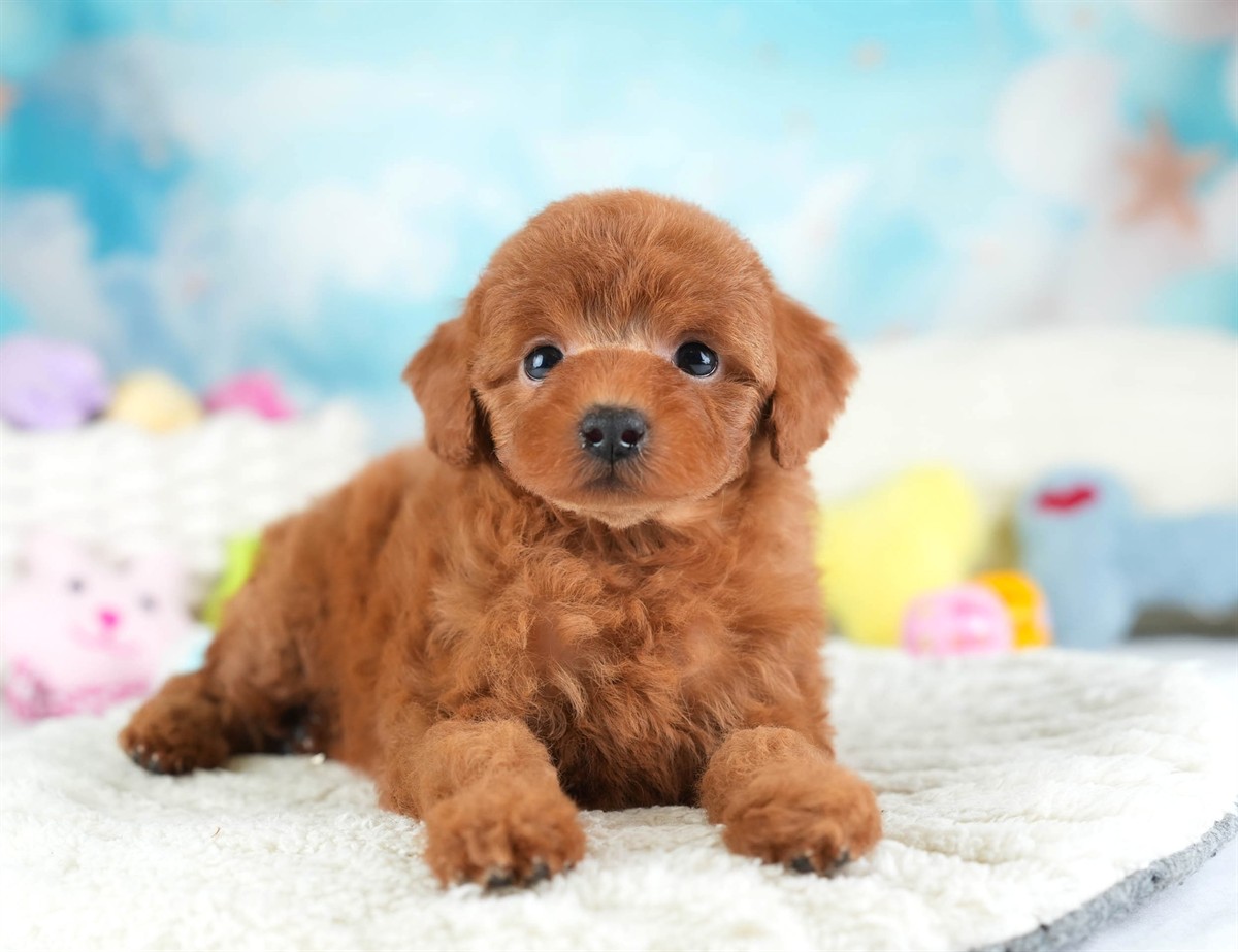 トイ・プードル | 女の子 | レッド | 2026年2月28日（ID:dog-30003117）