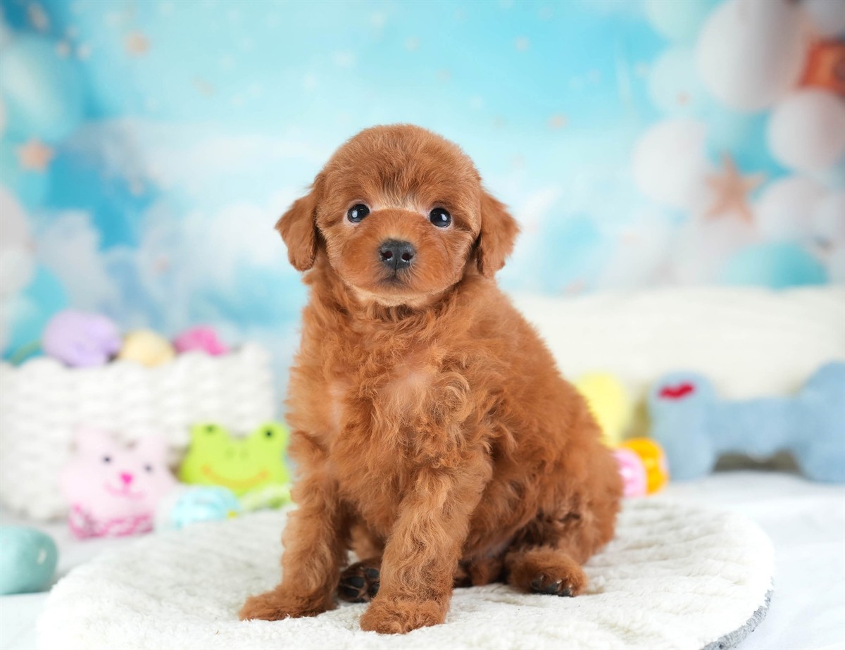 トイ・プードル | 女の子 | レッド | 2026年2月28日（ID:dog-30003117）