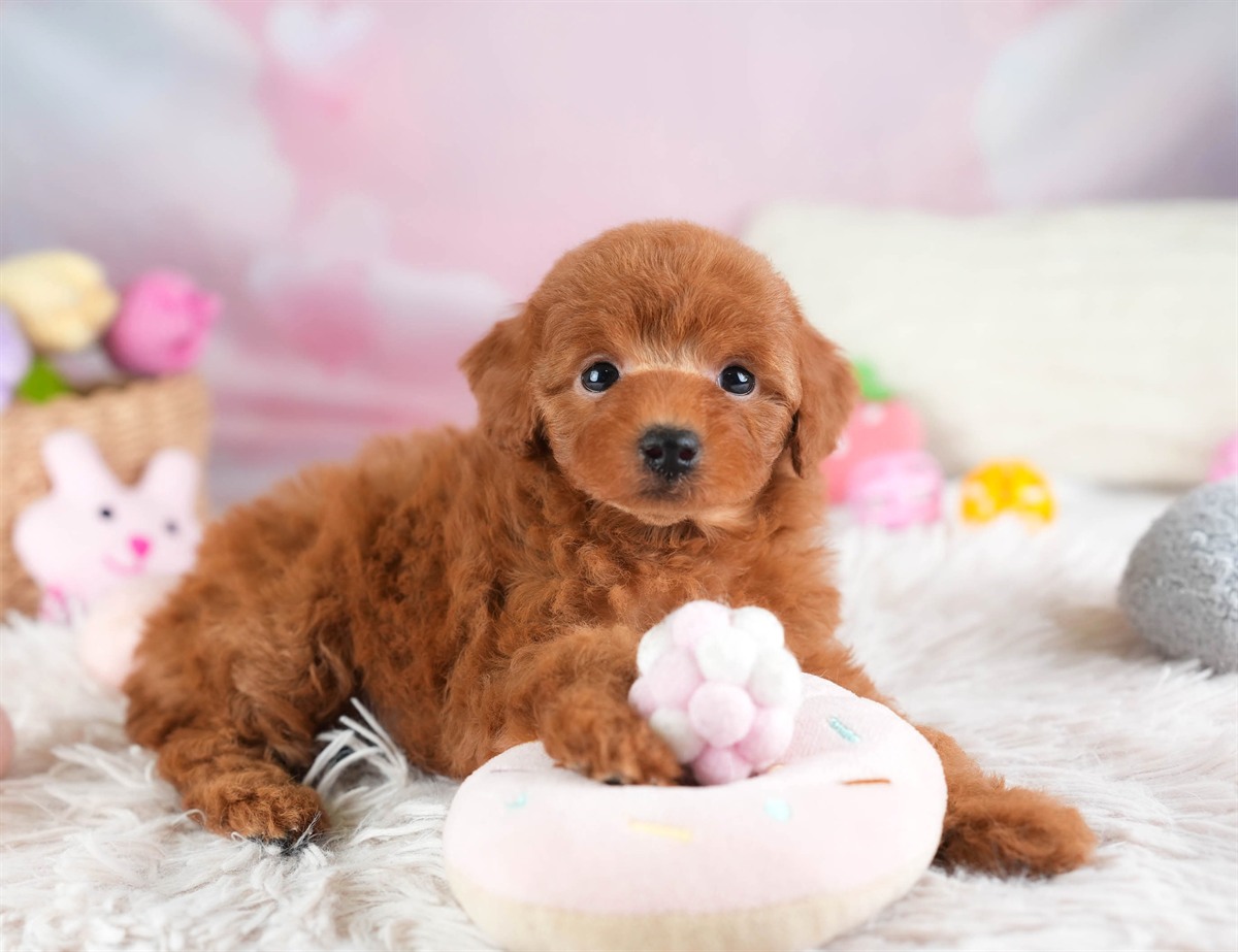 トイ・プードル | 女の子 | レッド | 2026年2月28日（ID:dog-30003117）