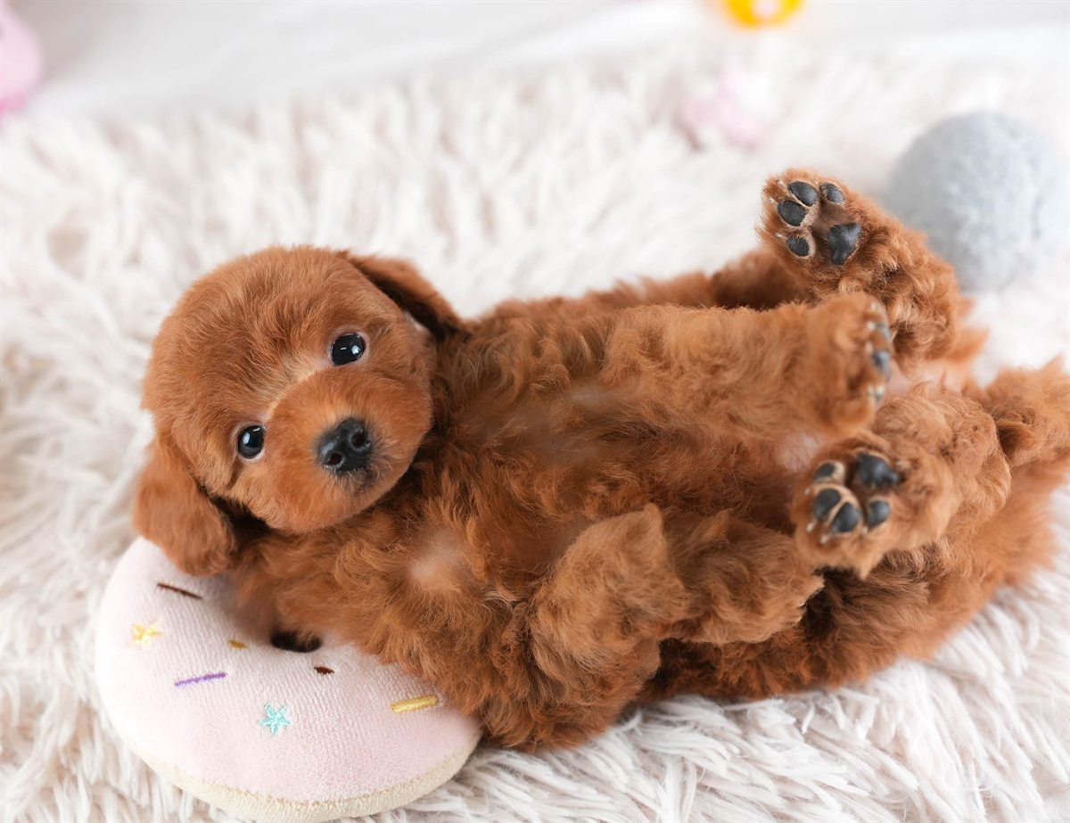 トイ・プードル | 女の子 | レッド | 2026年2月28日（ID:dog-30003117）