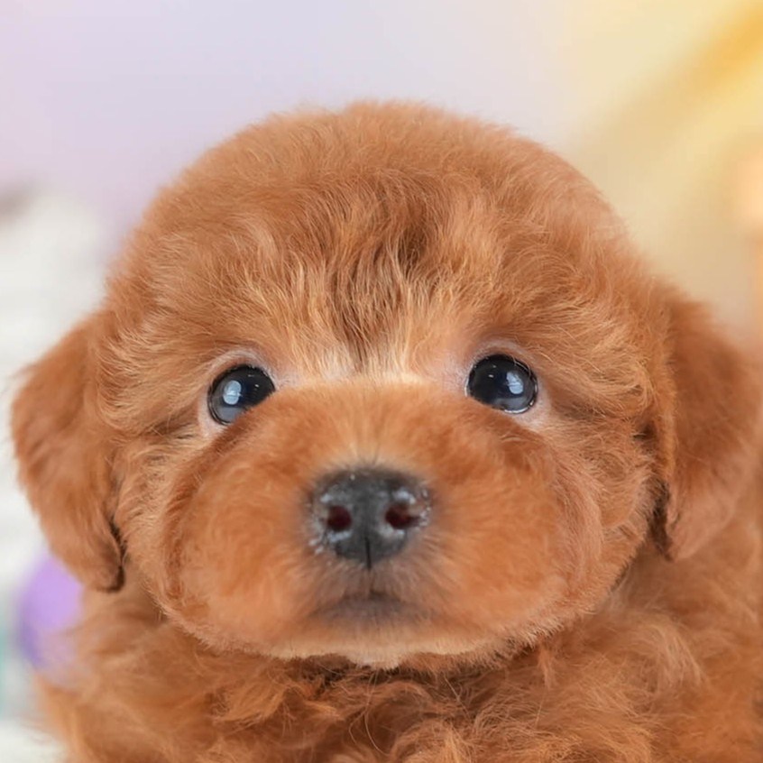 トイ・プードル | 女の子 | レッド | 2026年2月28日（ID:dog-30003118）