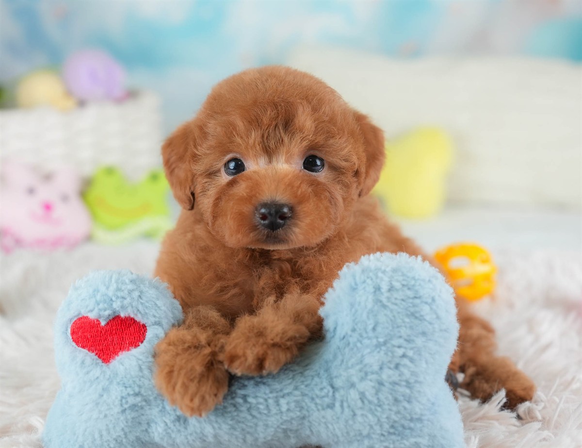 トイ・プードル | 女の子 | レッド | 2026年2月28日（ID:dog-30003118）