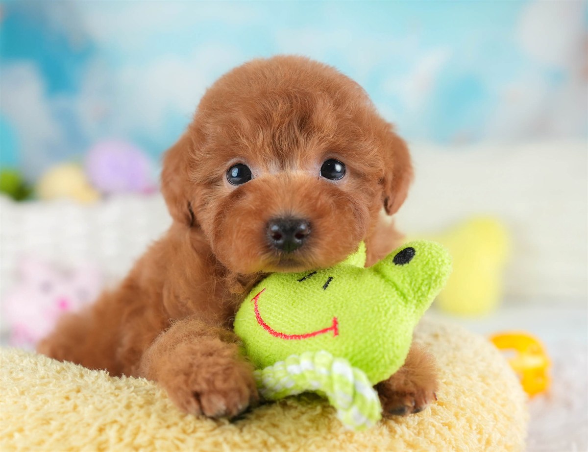 トイ・プードル | 女の子 | レッド | 2026年2月28日（ID:dog-30003118）