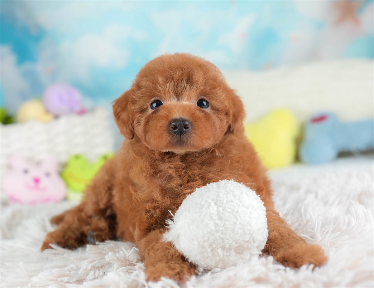 トイ・プードル | 女の子 | レッド | 2026年2月28日（ID:dog-30003118）