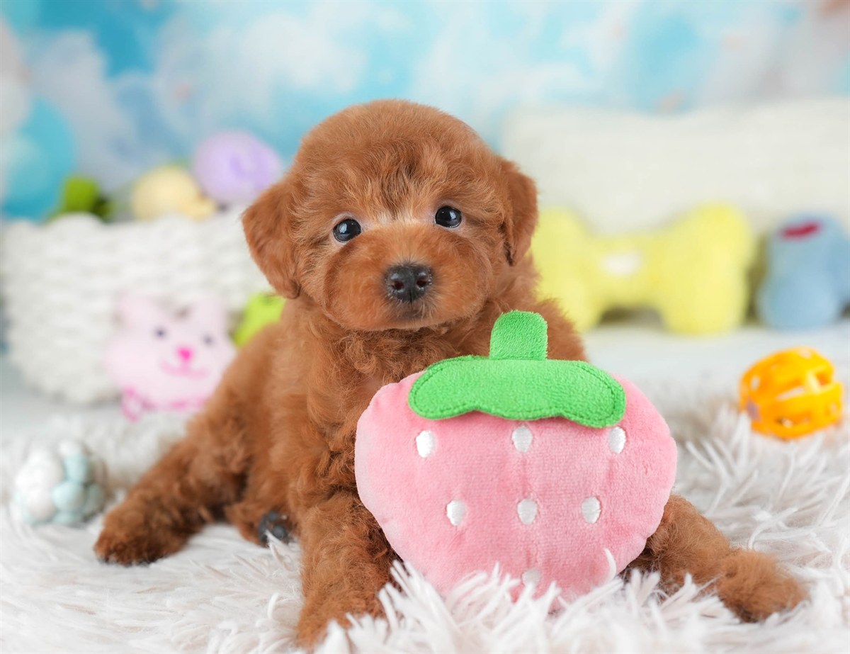 トイ・プードル | 女の子 | レッド | 2026年2月28日（ID:dog-30003118）