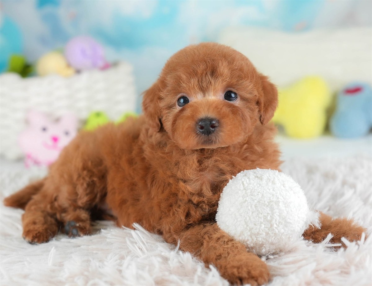 トイ・プードル | 女の子 | レッド | 2026年2月28日（ID:dog-30003118）