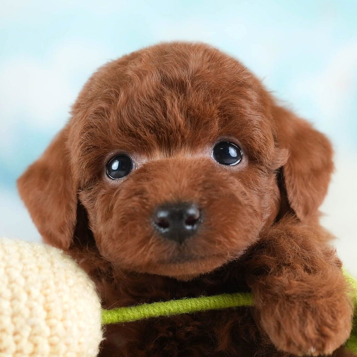 トイ・プードル | 女の子 | レッド | 2026年2月28日（ID:dog-30003119）