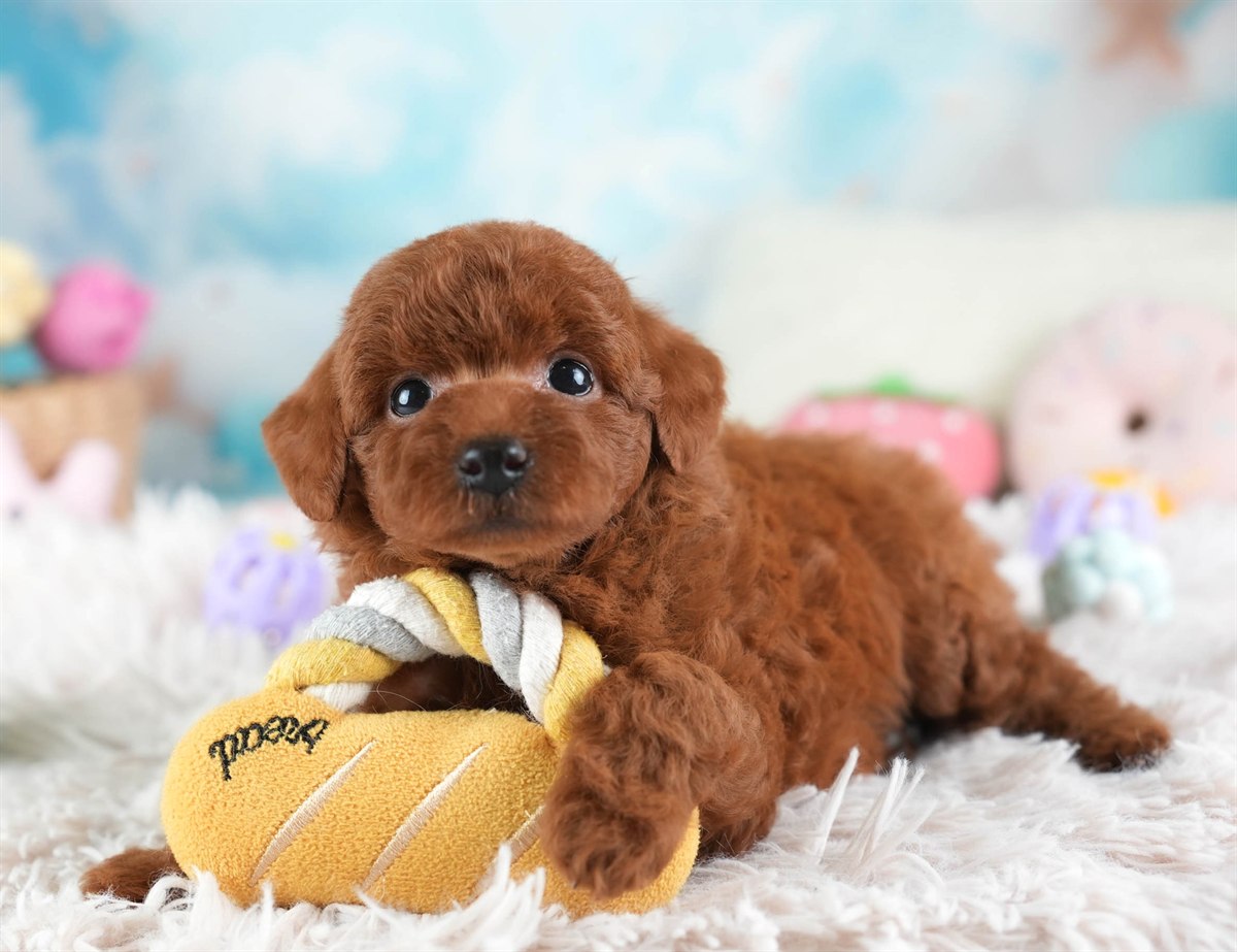 トイ・プードル | 女の子 | レッド | 2026年2月28日（ID:dog-30003119）