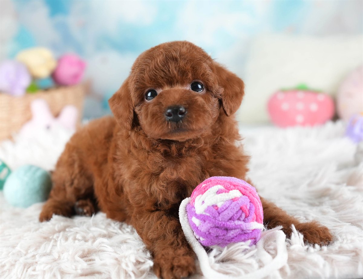 トイ・プードル | 女の子 | レッド | 2026年2月28日（ID:dog-30003119）